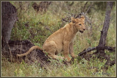 1024lion416aXXP5015470.jpg