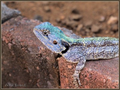 1024lizard 1a P5057154.JPG