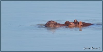 1024hippo1P5035968.jpg