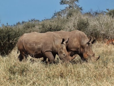 1024xrhino5P5078696.jpg