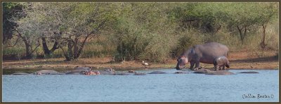 1024Pano hippo P5067893_stitch.jpg