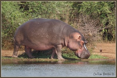 1024xhippo300P5057258.JPG