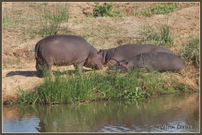 1024xhippo304P5036009.JPG