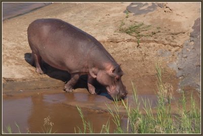 1024xhippo307aP5035858.JPG