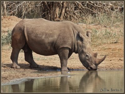 1024xrhino12P5078740_filtered.jpg