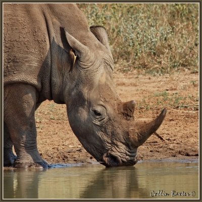 1024xrhino13P5078751_filtered.jpg