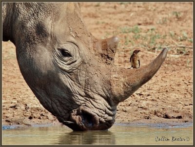 1024xrhino20P5078774_filtered.jpg