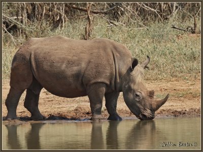 1024xrhino34P5078795_filtered.jpg