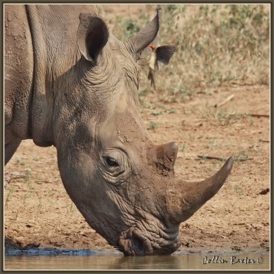 800xrhino10P5078730_filtered.jpg