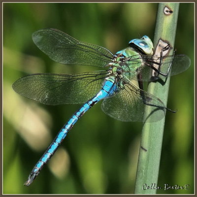 750dfc4bP3151392.JPG