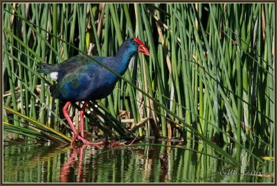 Purple Swamp Hen