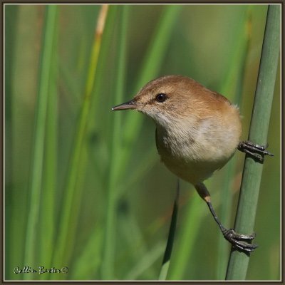 800rw5dP4203965.jpg