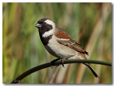 1024xsparrow2P6041883.JPG