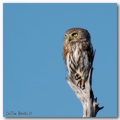 800pearlspottedowl3bP6090267.JPG