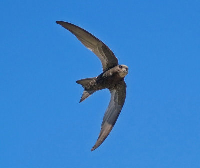 Swifts and Martins