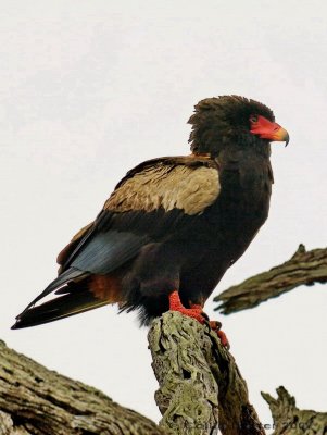 600bateleur108644.jpg