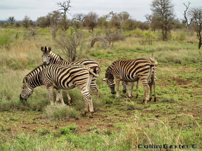 Zebras
