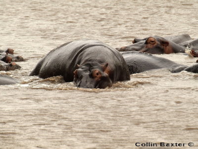 800hippo2 PA108740.jpg