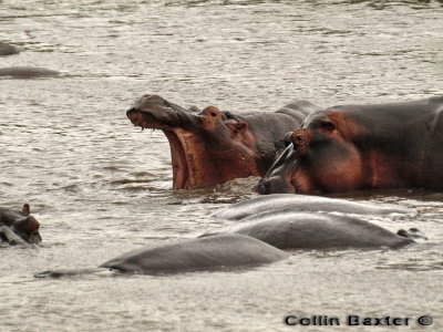 800hippo6 PA108752.jpg