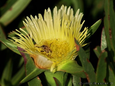 800yellowvygiebeePC263567.jpg