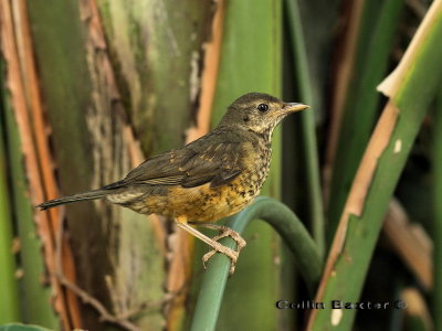 800thrush1eP1014540.jpg