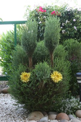 my_little_garden