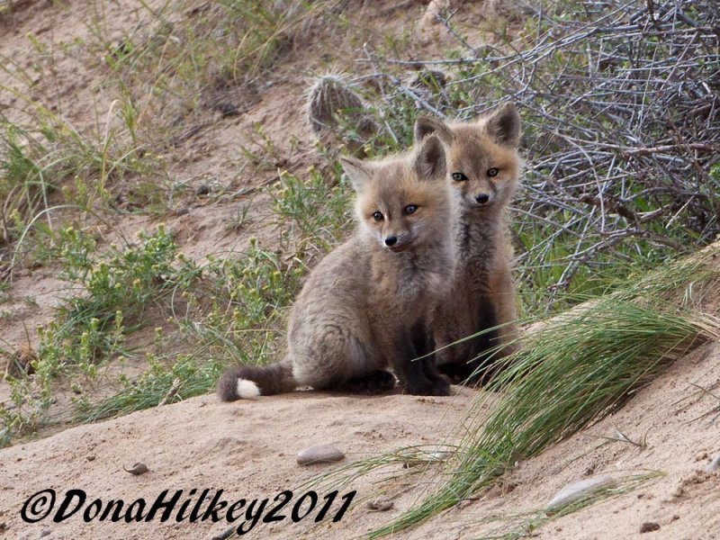 Foxes_0159-19May2011-Hwy40-web.jpg