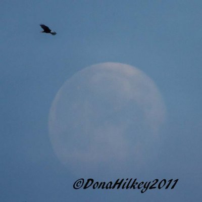 MonringMoonEagle21March2011.jpg