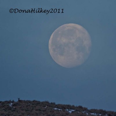 MorningMoon-21MARCH2011.jpg
