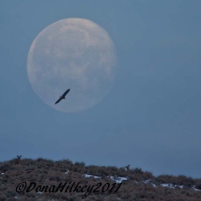 MorningMoonEagleDeer-21MARCH2011.jpg