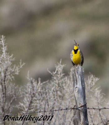 Meadowlark-12April2011-web.jpg