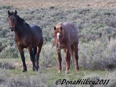 PiceanceHorses_9875-25May2011-web.jpg