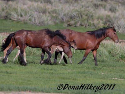 PiceanceHorses_1083-27May2011-web.jpg