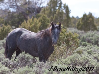 PiceanceHorses_9976-27May2011-web.jpg