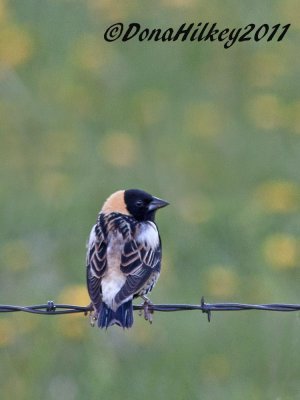 Bobolink-22May2011-Yardweb.jpg