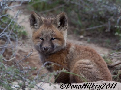 fox-kits_0022-web.jpg