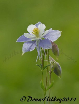 Columbine-15July2011-VaughnLake-web.jpg