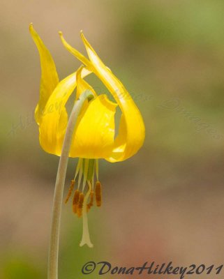 GlacierLily-15July2011-RippleCreekPass-web.jpg