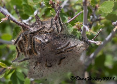 Caterpillars