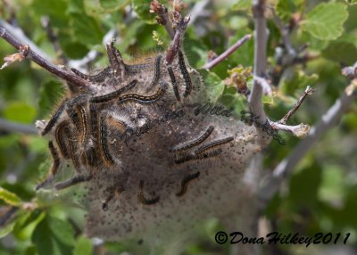 WESTERN TENT CATERPILLAR