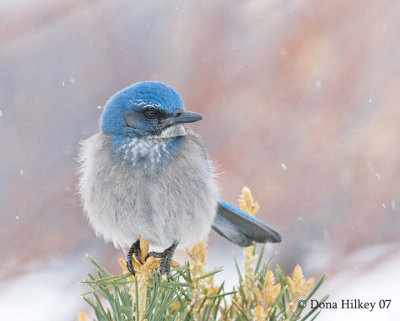 Western Scrub Jay in a snow storm