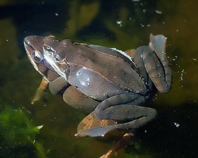 In my pond