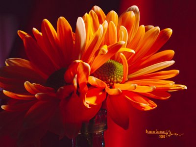 Orange 3