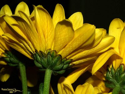 Yellow2