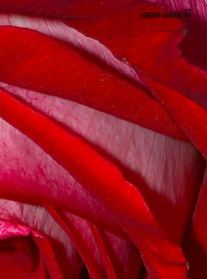 Fallen Rose