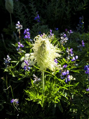 Western Pasque Flower Seed Pod 3