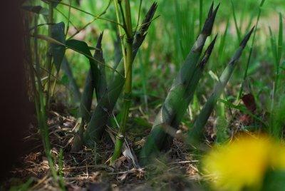 Bamboo (Bessetii)