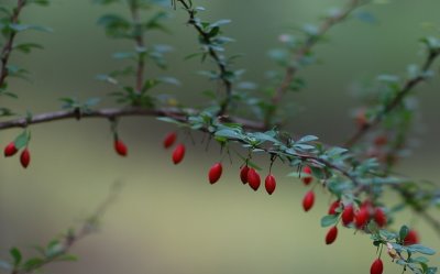 American barberry