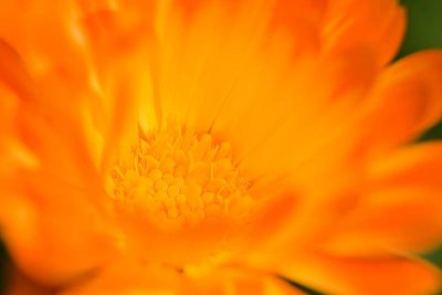 Macro_04.jpg