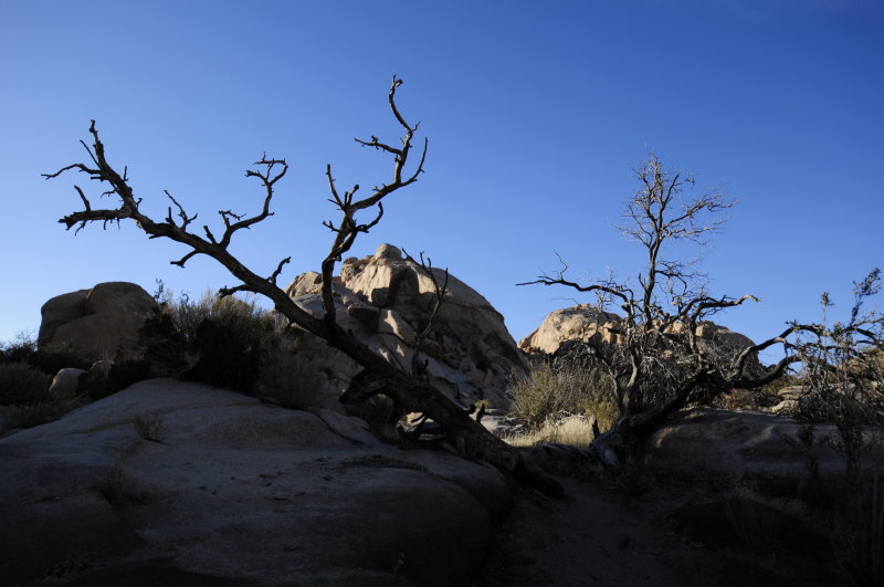 High Desert Tree